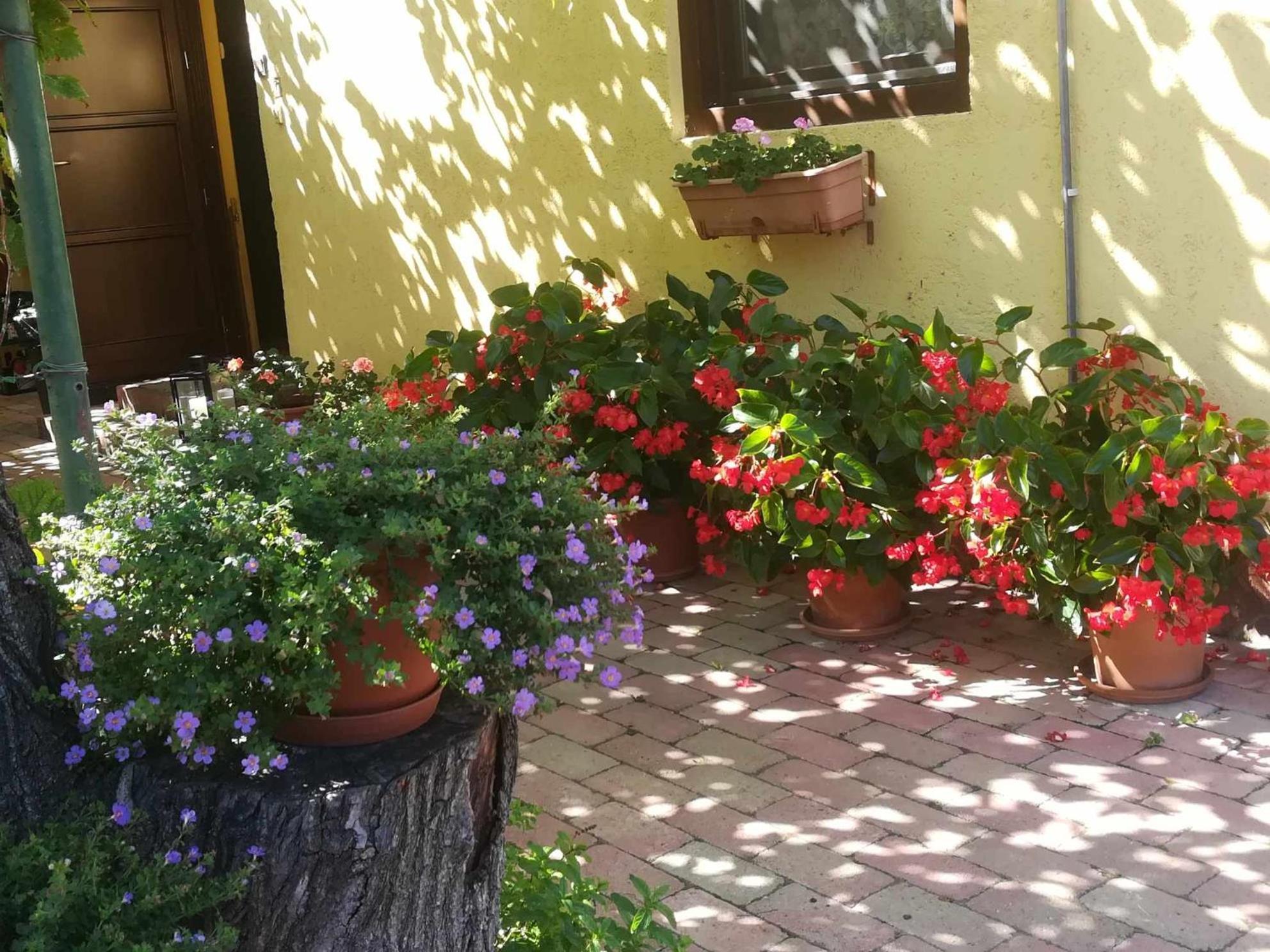 Muskátlis Ház Apartman Balatonlelle Kültér fotó